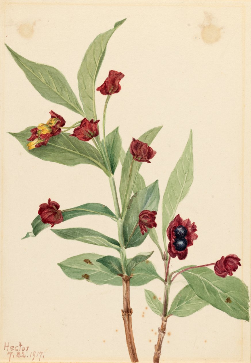 Gewone kamperfoelie (Lonicera involucrata) door Mary Vaux Walcott