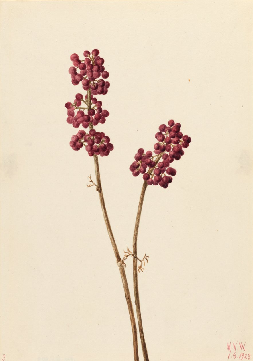 Schoonheidsbes Callicarpa americana, 1923 door Mary Vaux Walcott