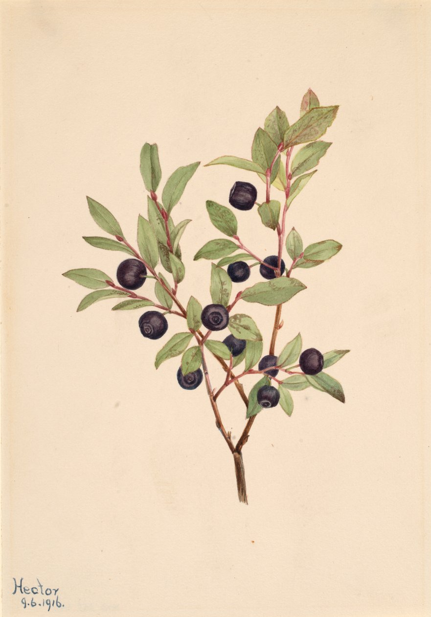 Grote Bosbes Vaccinium membranaceum, 1916 door Mary Vaux Walcott