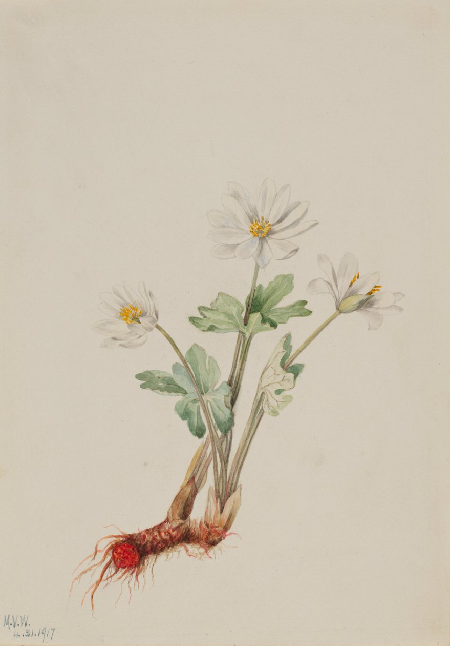 Bloedwortel (Sanguinaria canadensis) door Mary Vaux Walcott