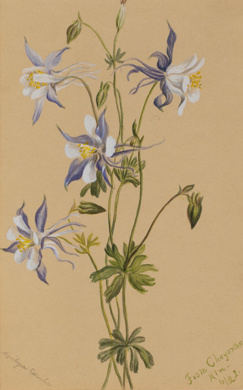 Blauwe akelei (Aquilegia caerulea) door Mary Vaux Walcott