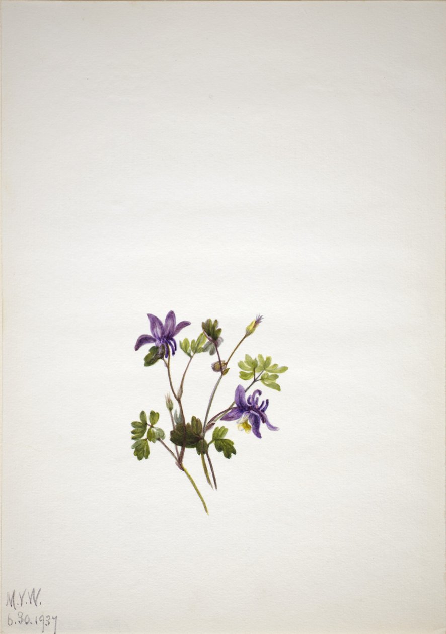 Blauwe akelei (Aquilegia saximontana) door Mary Vaux Walcott