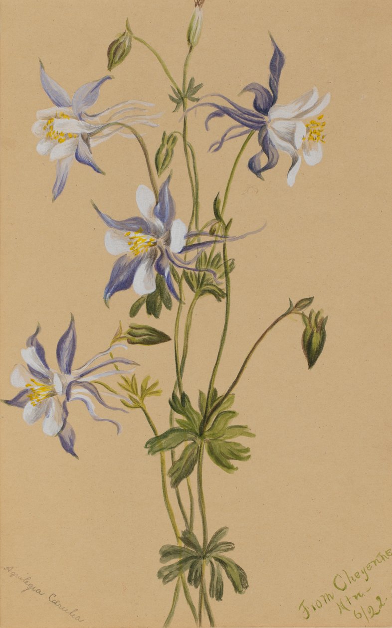 Blauwe Akelei Aquilegia caerulea, 1922 door Mary Vaux Walcott