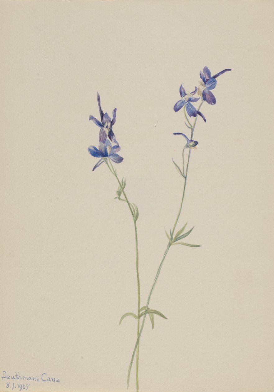 Blauwe ridderspoor (Delphinium nuttallianum) door Mary Vaux Walcott