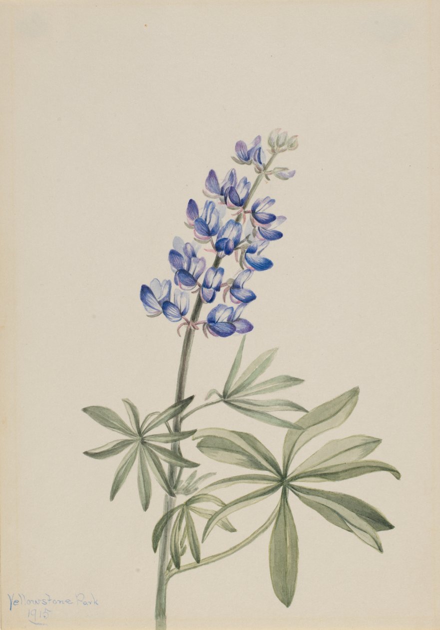 Blauwe Lupine Lupinus argenteus, 1915 door Mary Vaux Walcott