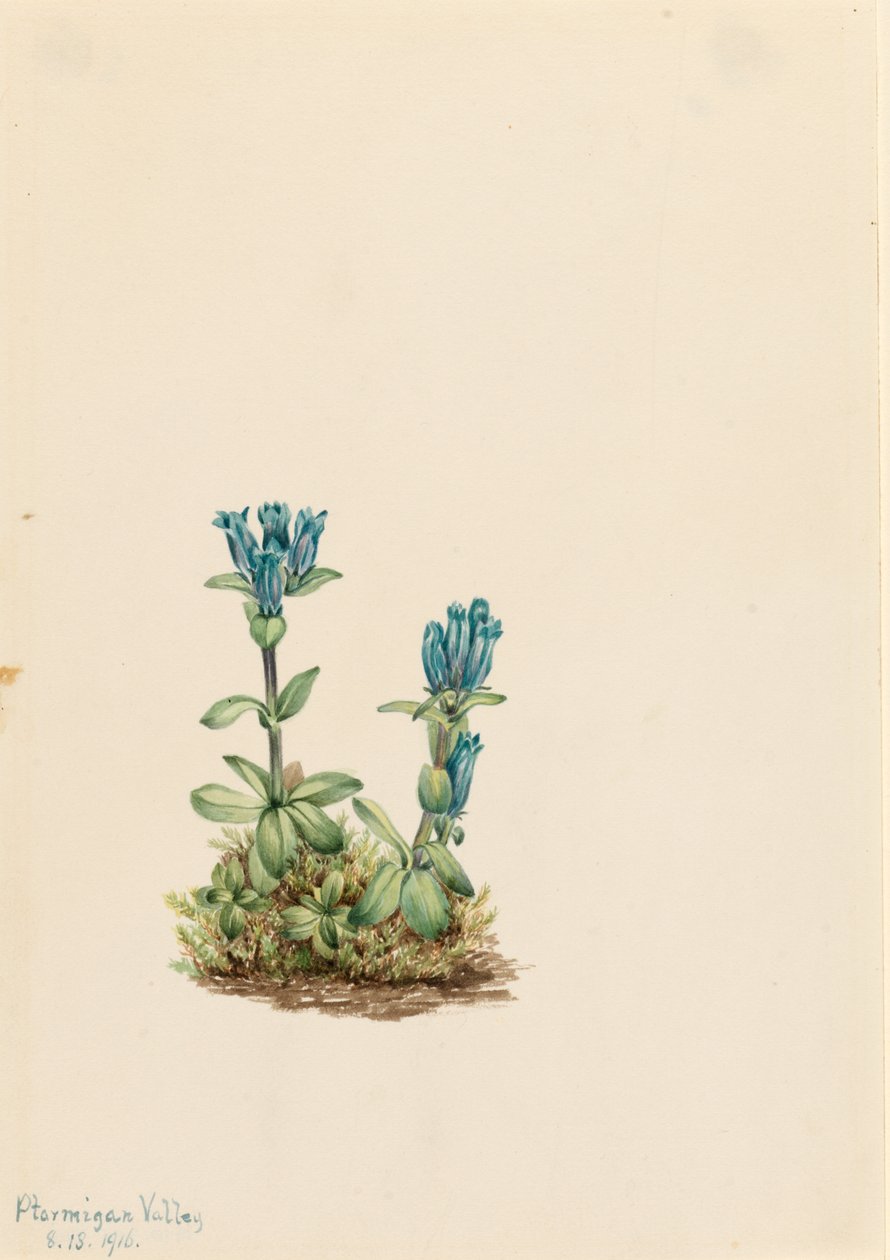 Bluegreen Gentian (Gentiana glauca) door Mary Vaux Walcott