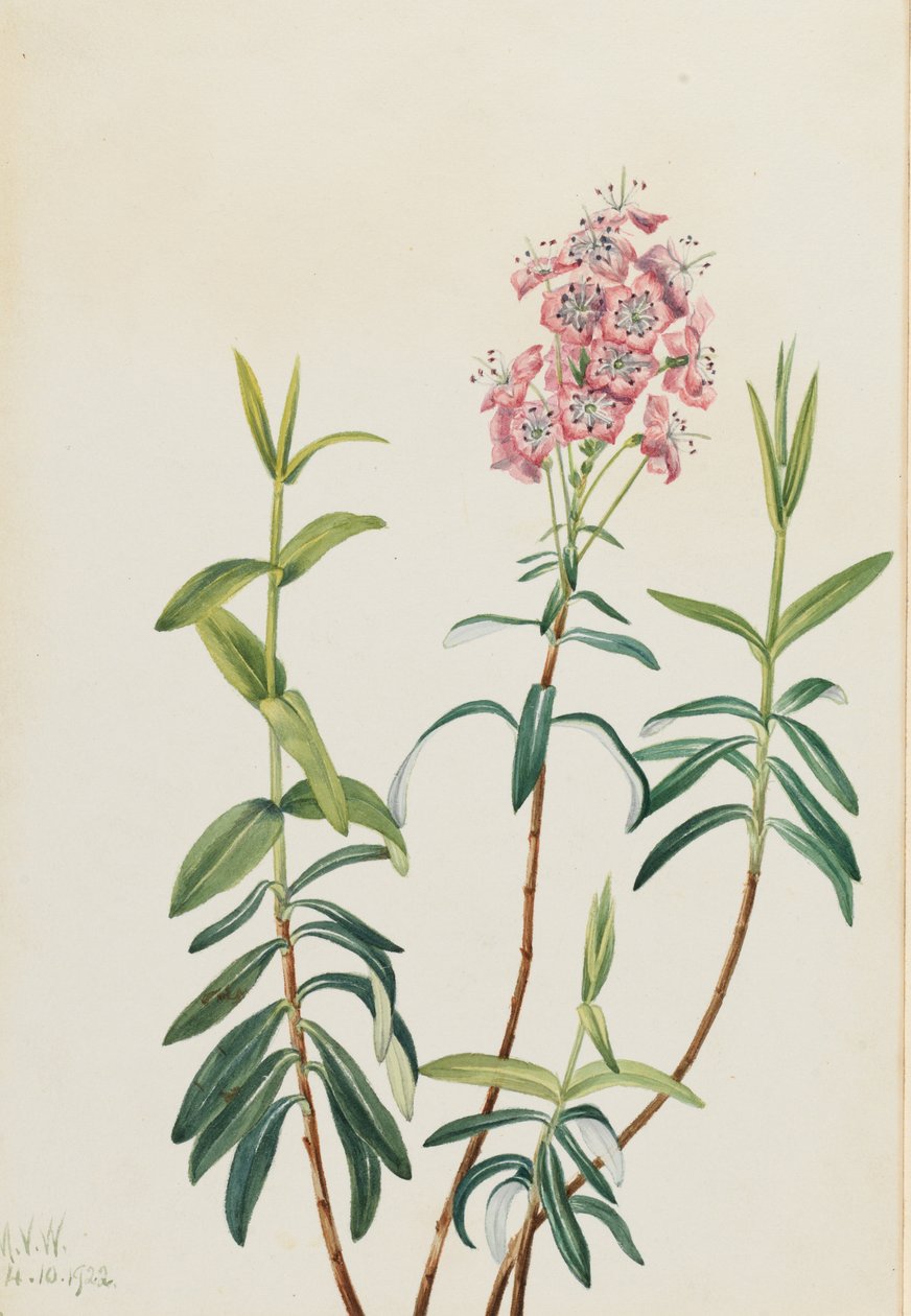 Kalmia (Kalmia polifolia) door Mary Vaux Walcott