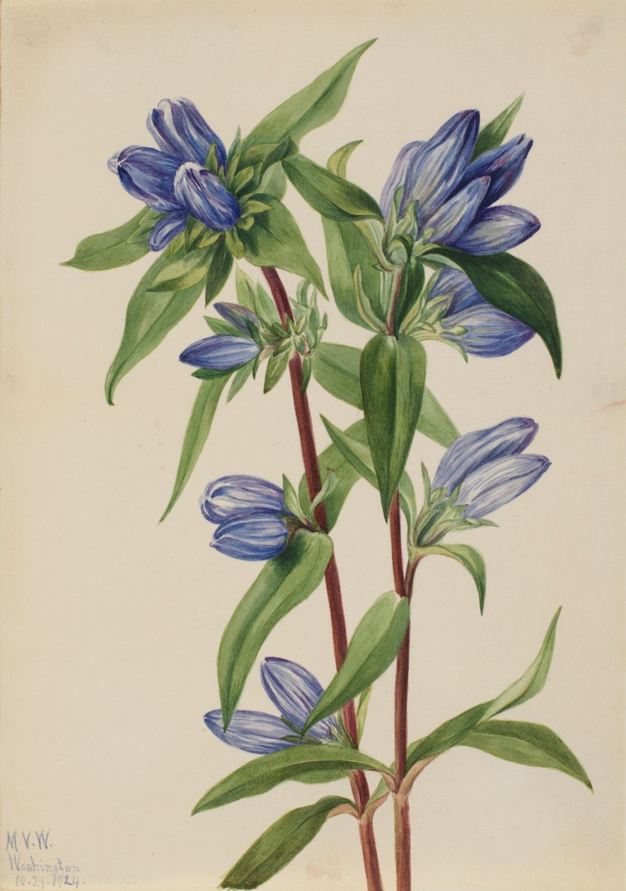 Gentiaan (Gentiana saponaria) door Mary Vaux Walcott