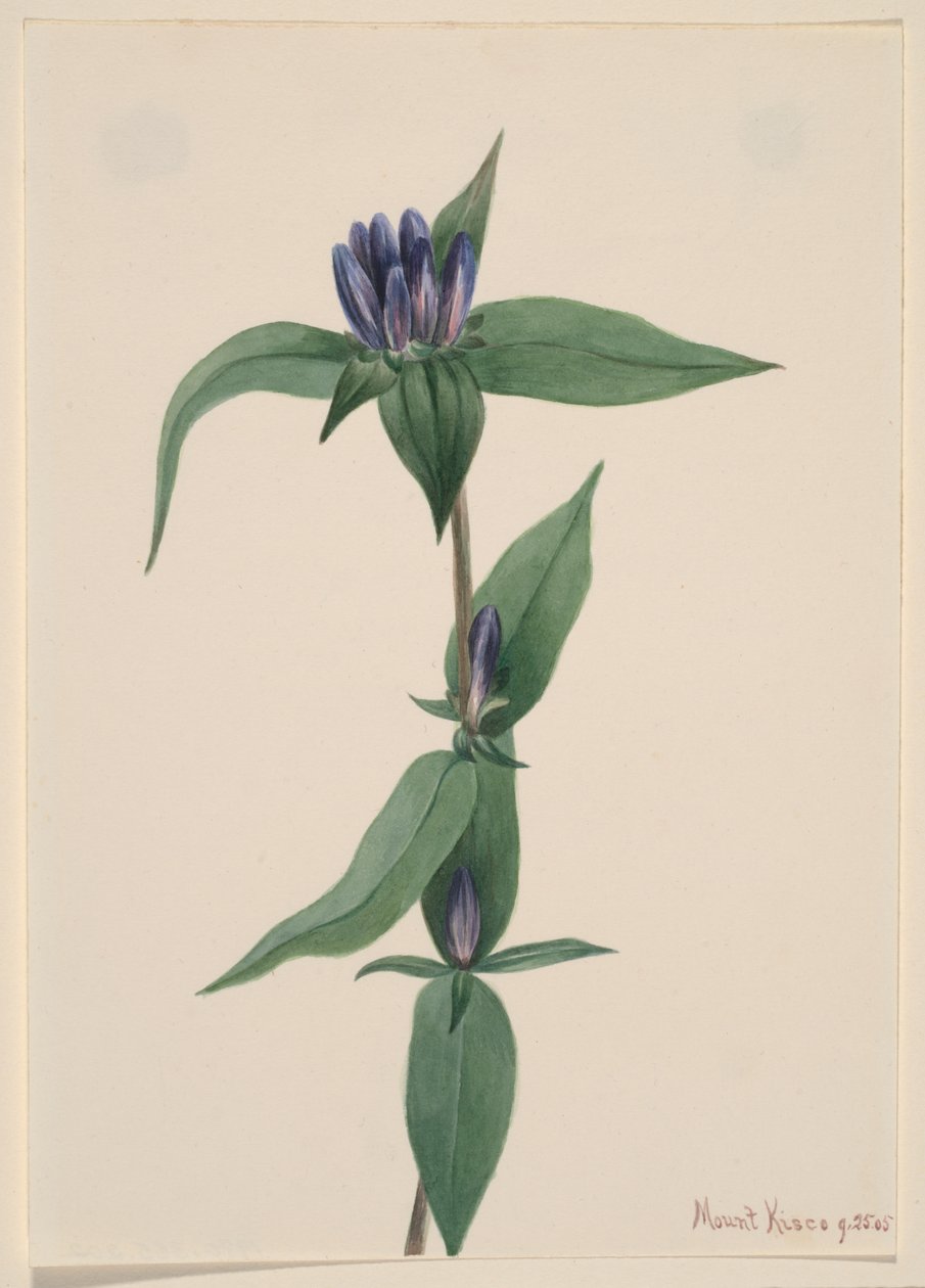Fles Gentiaan Gentiana saponaria, 1905 door Mary Vaux Walcott