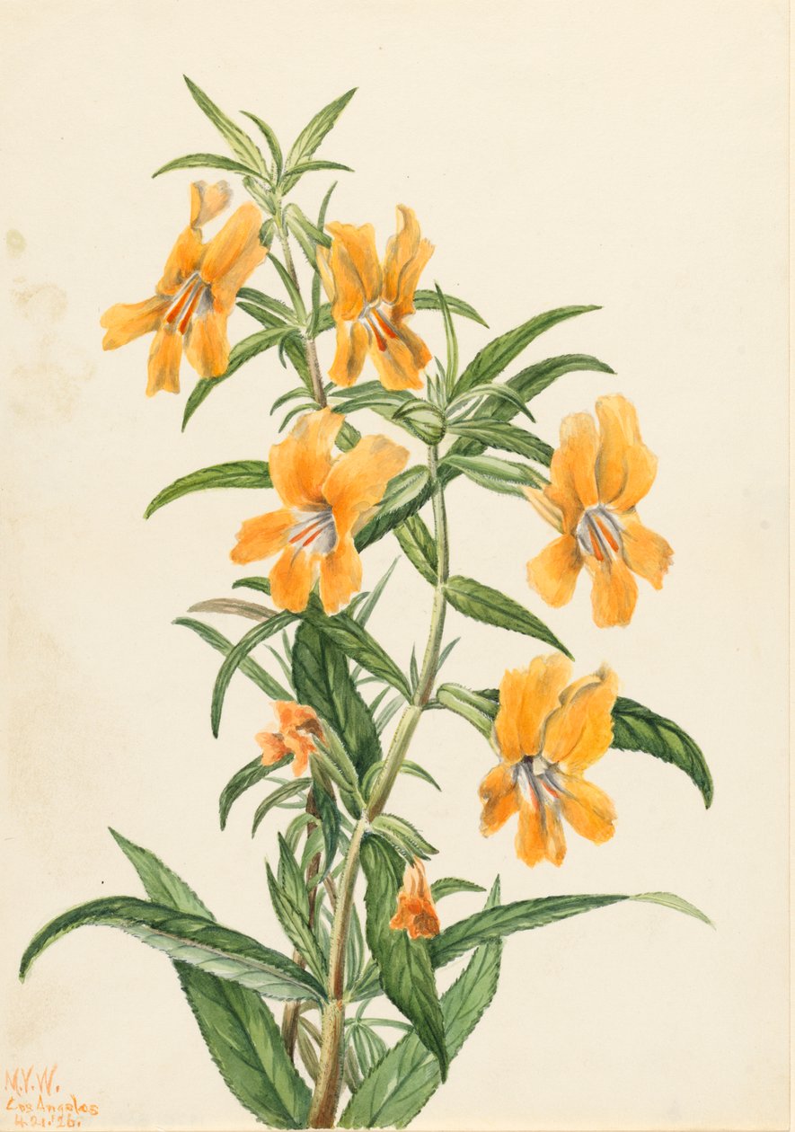 Buff Monkeyflower Diplacus longiflorus door Mary Vaux Walcott