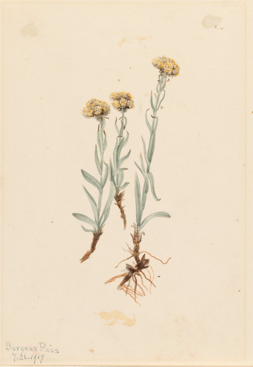 Buff Pussytoes (Antennaria luzuloides) door Mary Vaux Walcott