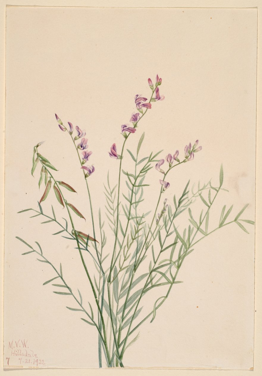 Burgess milkvetch (Astragalus bourgovii) door Mary Vaux Walcott