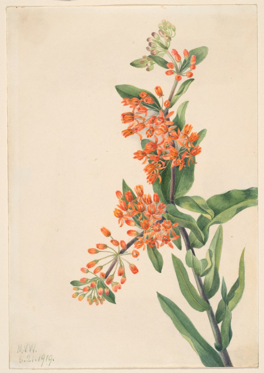 Vlinderkruid (Ascelpias tuberosa) door Mary Vaux Walcott