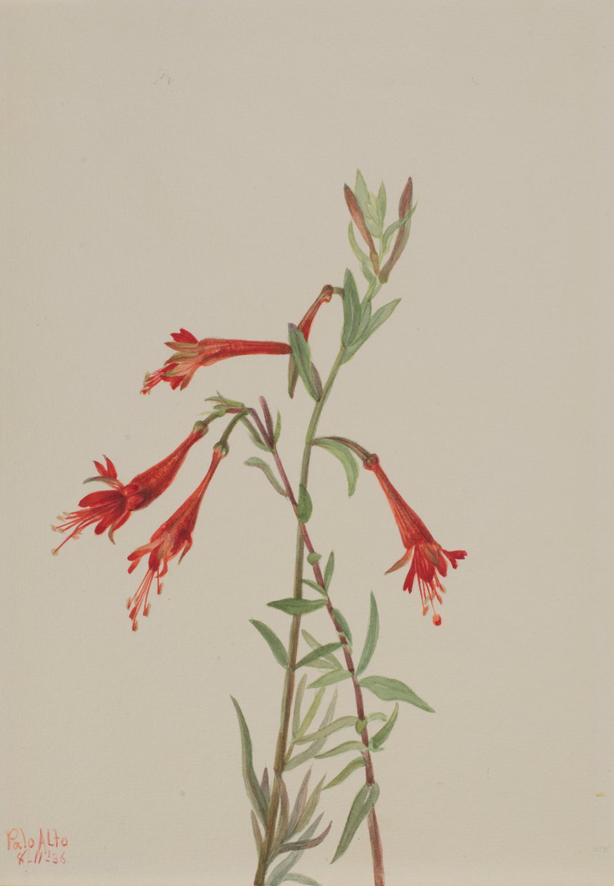 Californische Fuchsia Zauschneria californica, 1936 door Mary Vaux Walcott