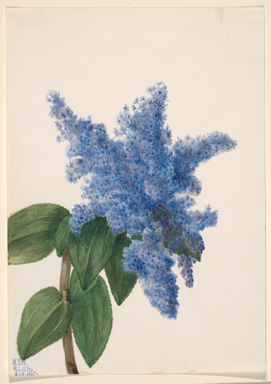 Californische sering (Ceanothus thyrsiflorus) door Mary Vaux Walcott