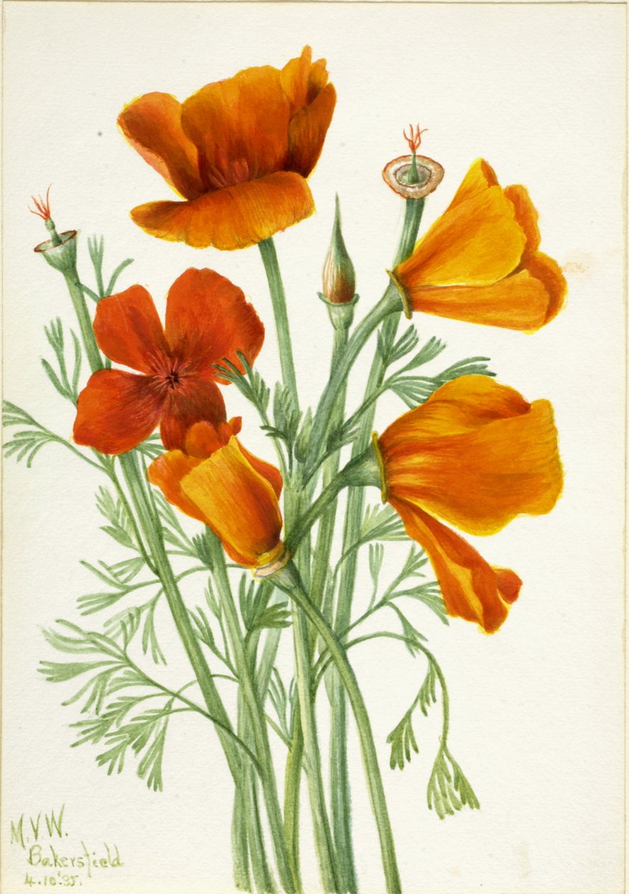 Californische Klaproos Eschscholtzia californica door Mary Vaux Walcott