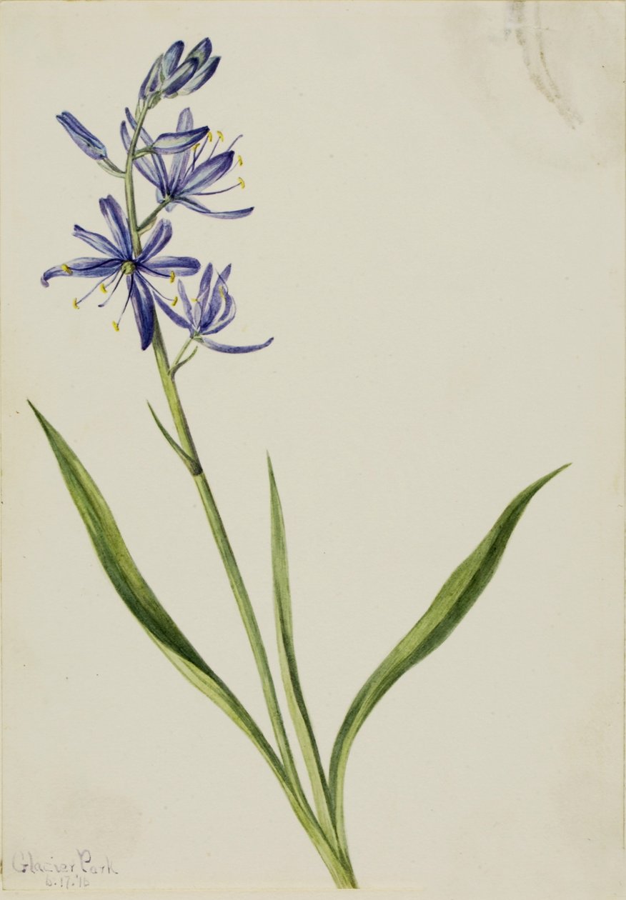 Camas (Quamasia quamash) door Mary Vaux Walcott