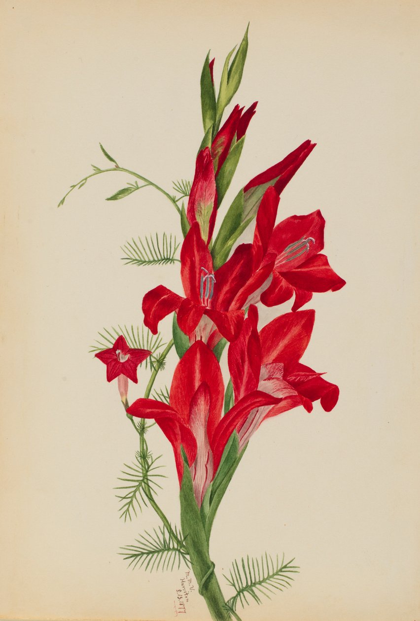 Cannas en cipresplant (Canna-soorten en Ipomoea quamoclit) door Mary Vaux Walcott