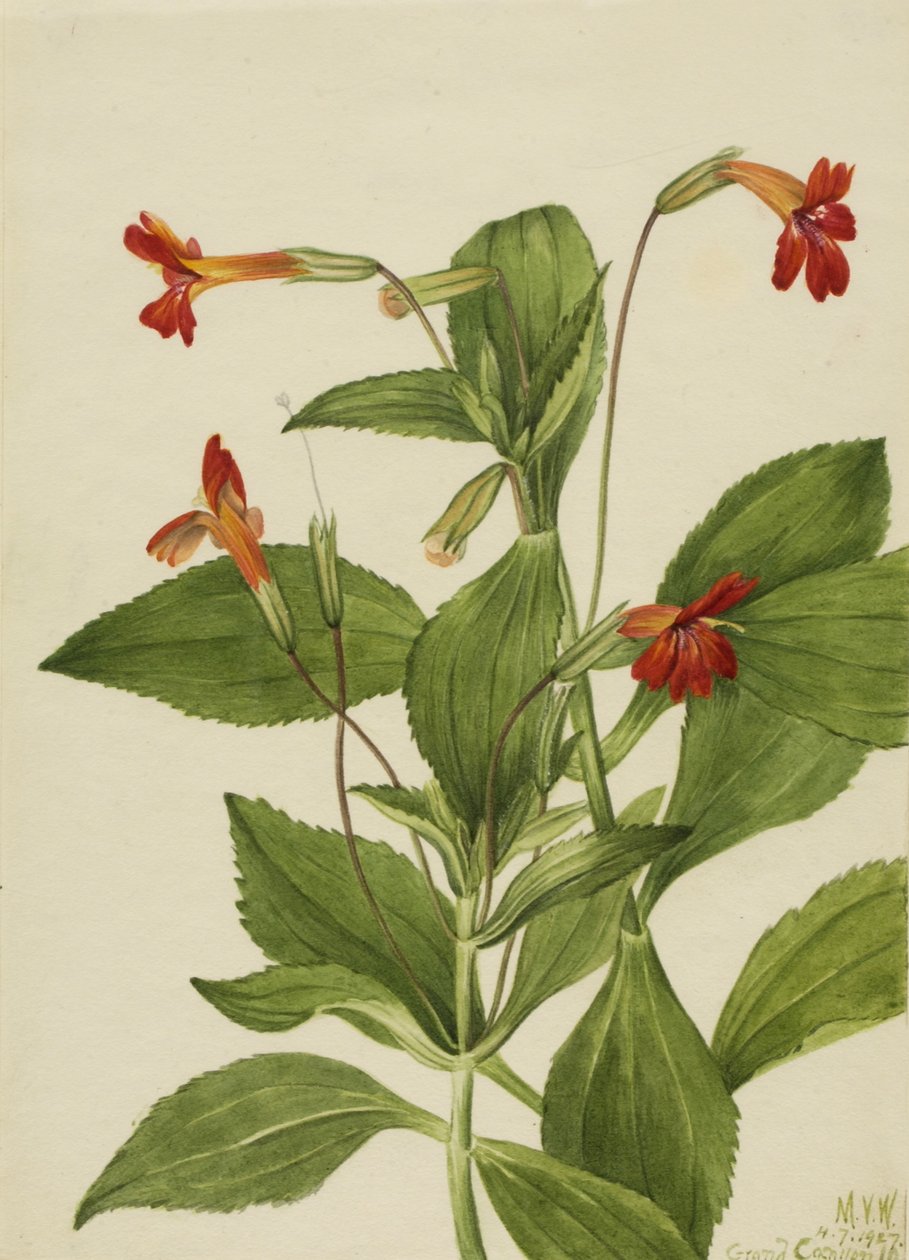 Kardinaalsmuts (Mimulus cardinalis) door Mary Vaux Walcott