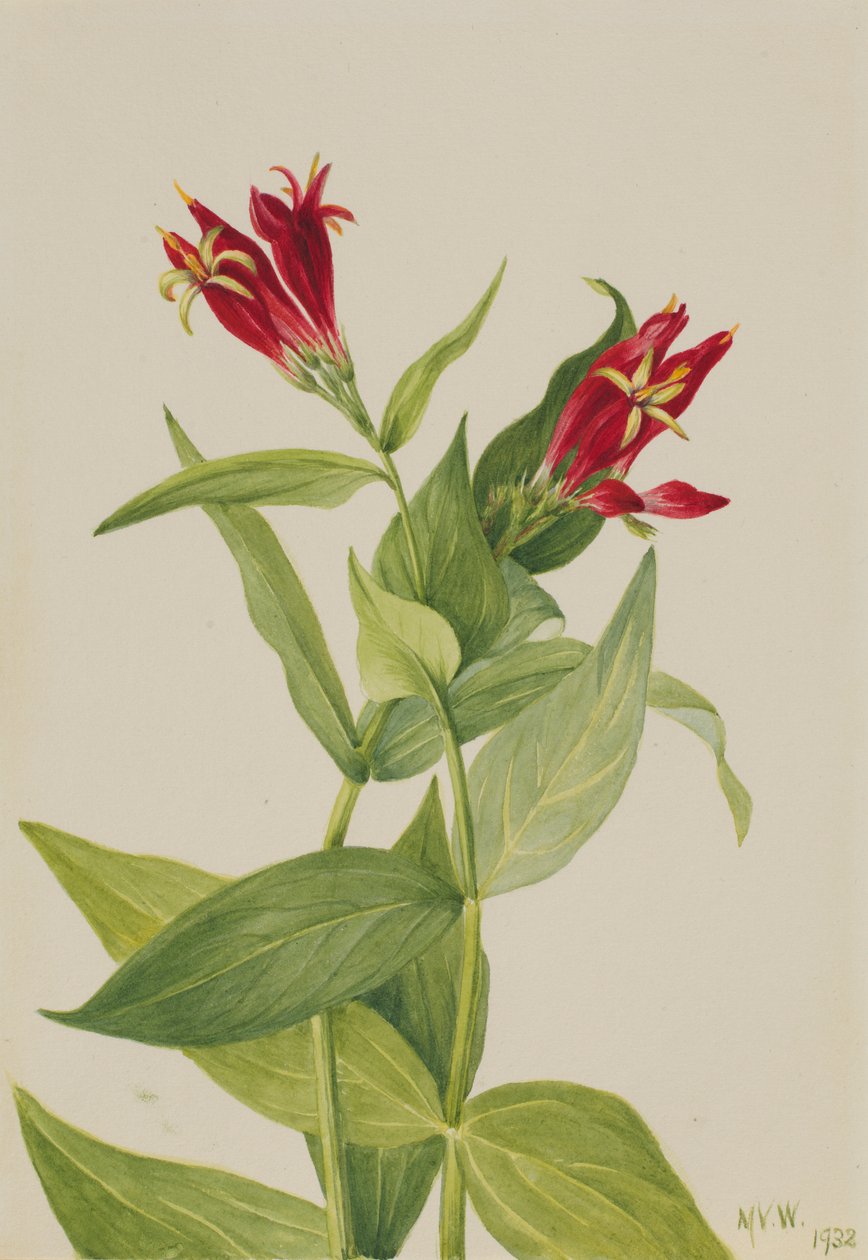 Carolina Roze (Spigelia marylandica) door Mary Vaux Walcott