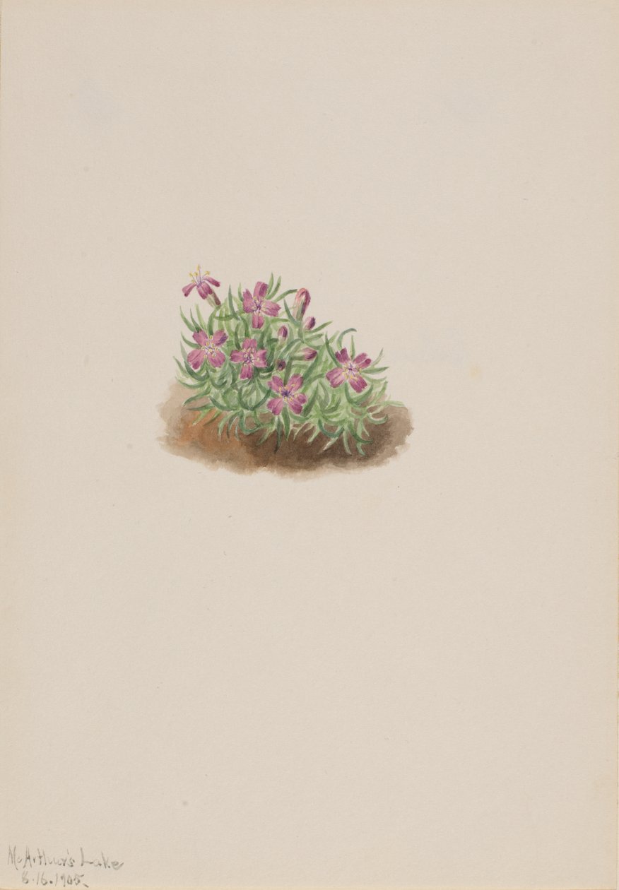 Tapijt Roze Silene acaulis, 1905 door Mary Vaux Walcott