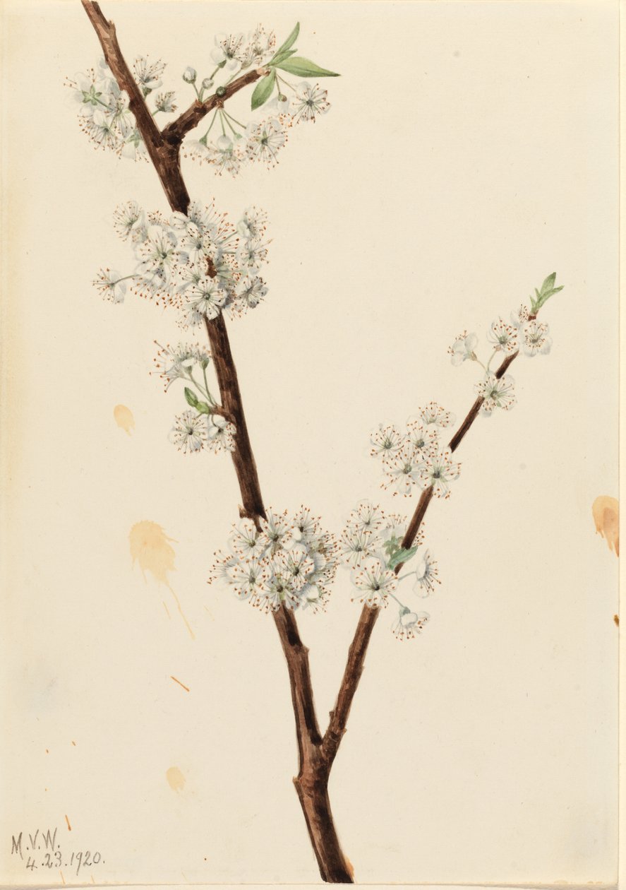 Chickasaw pruim (Prunus angustifolia) door Mary Vaux Walcott