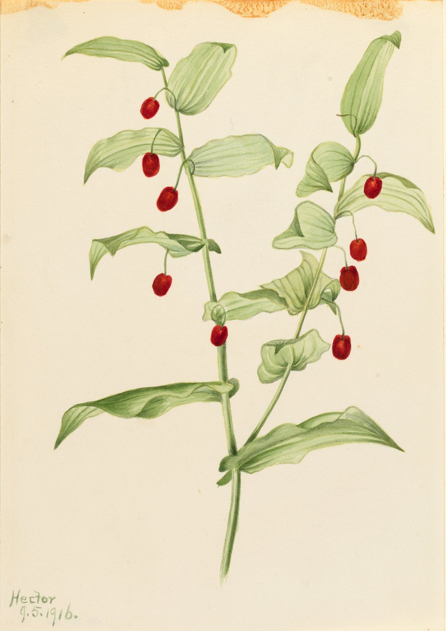Klemtandige gedraaide stengel (Streptopus amplexifolius) door Mary Vaux Walcott