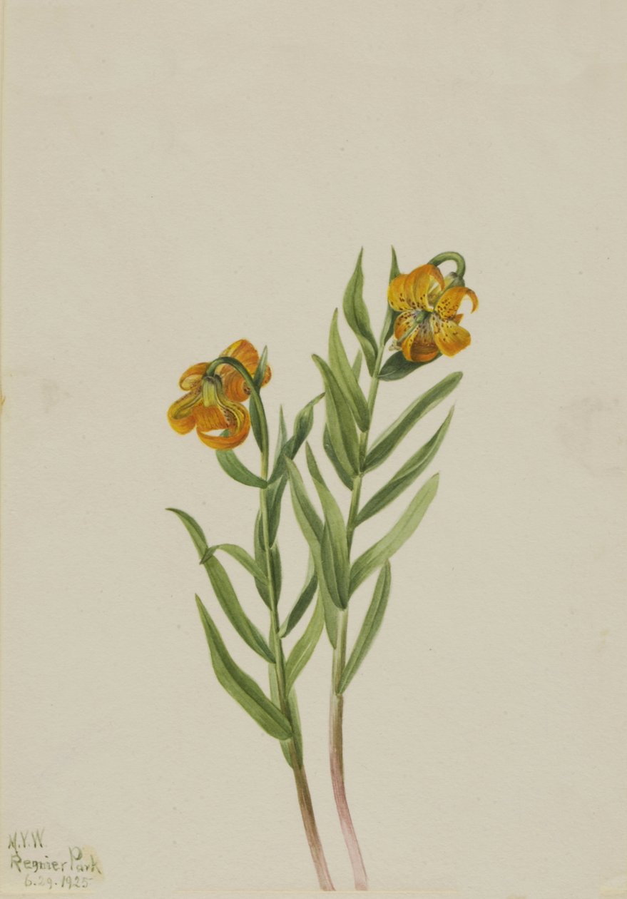 Columbia-lelie Lilium columbianum, 1925 door Mary Vaux Walcott