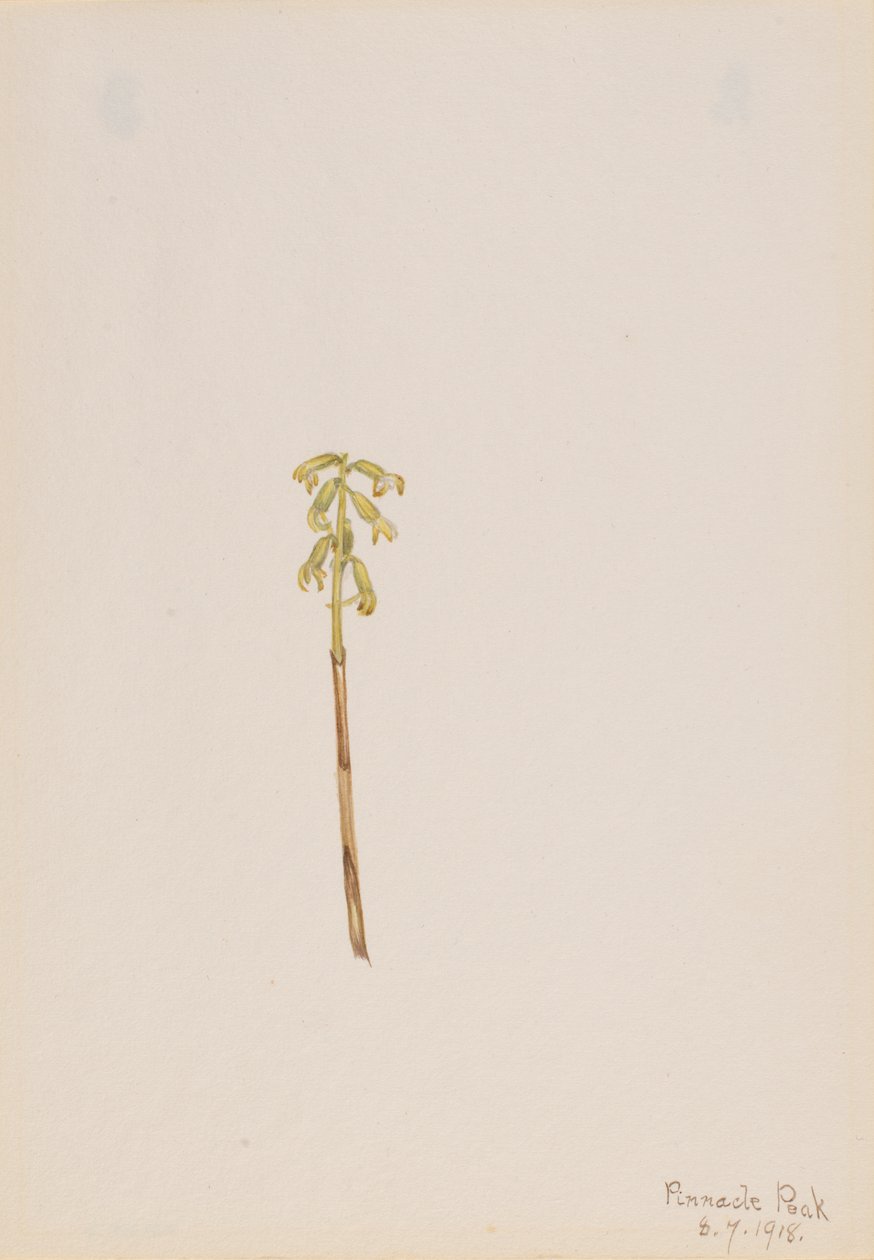 Corathorhiza corallorhiza door Mary Vaux Walcott