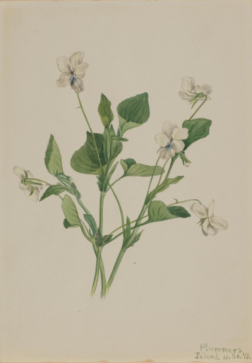 Crème viooltje (Viola striata) door Mary Vaux Walcott