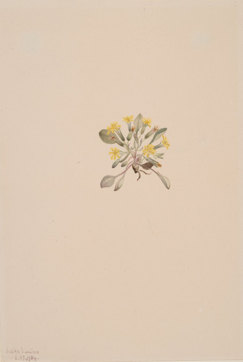 Crepis Elegans, 1904 door Mary Vaux Walcott