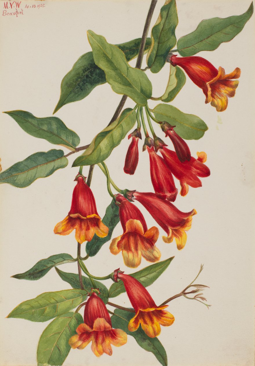 Kruiswijn Anisostichus capreolatus, 1925 door Mary Vaux Walcott