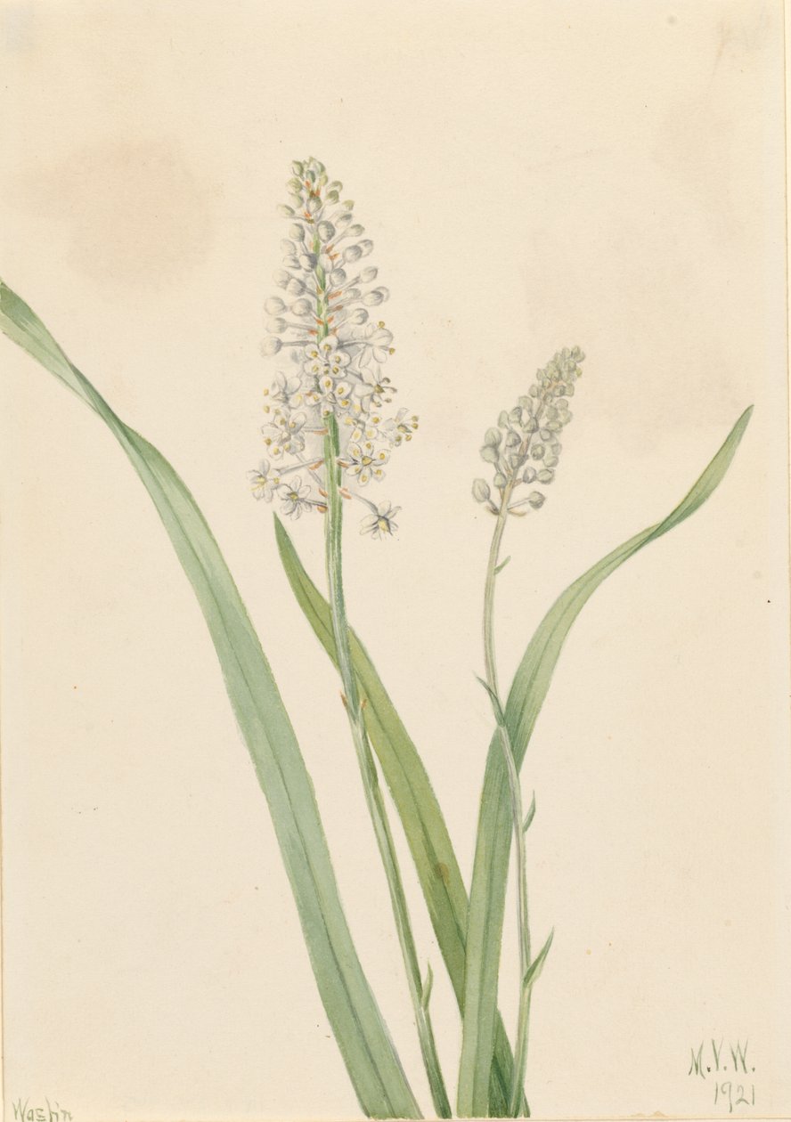 Kraaigif (Chrosperma muscaetoxicum) door Mary Vaux Walcott