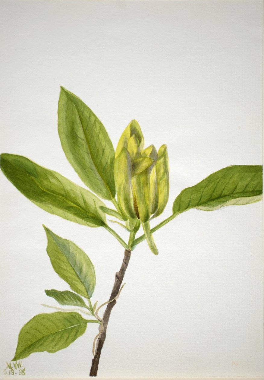 Komkommerboom (Magnolia scuminata) door Mary Vaux Walcott