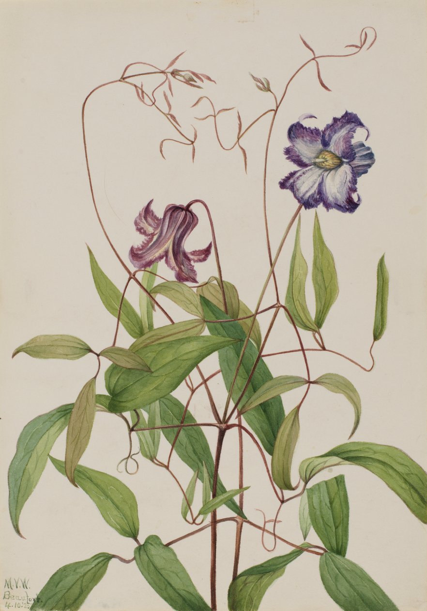 Krullende clematis Clematis crispa, 1925 door Mary Vaux Walcott
