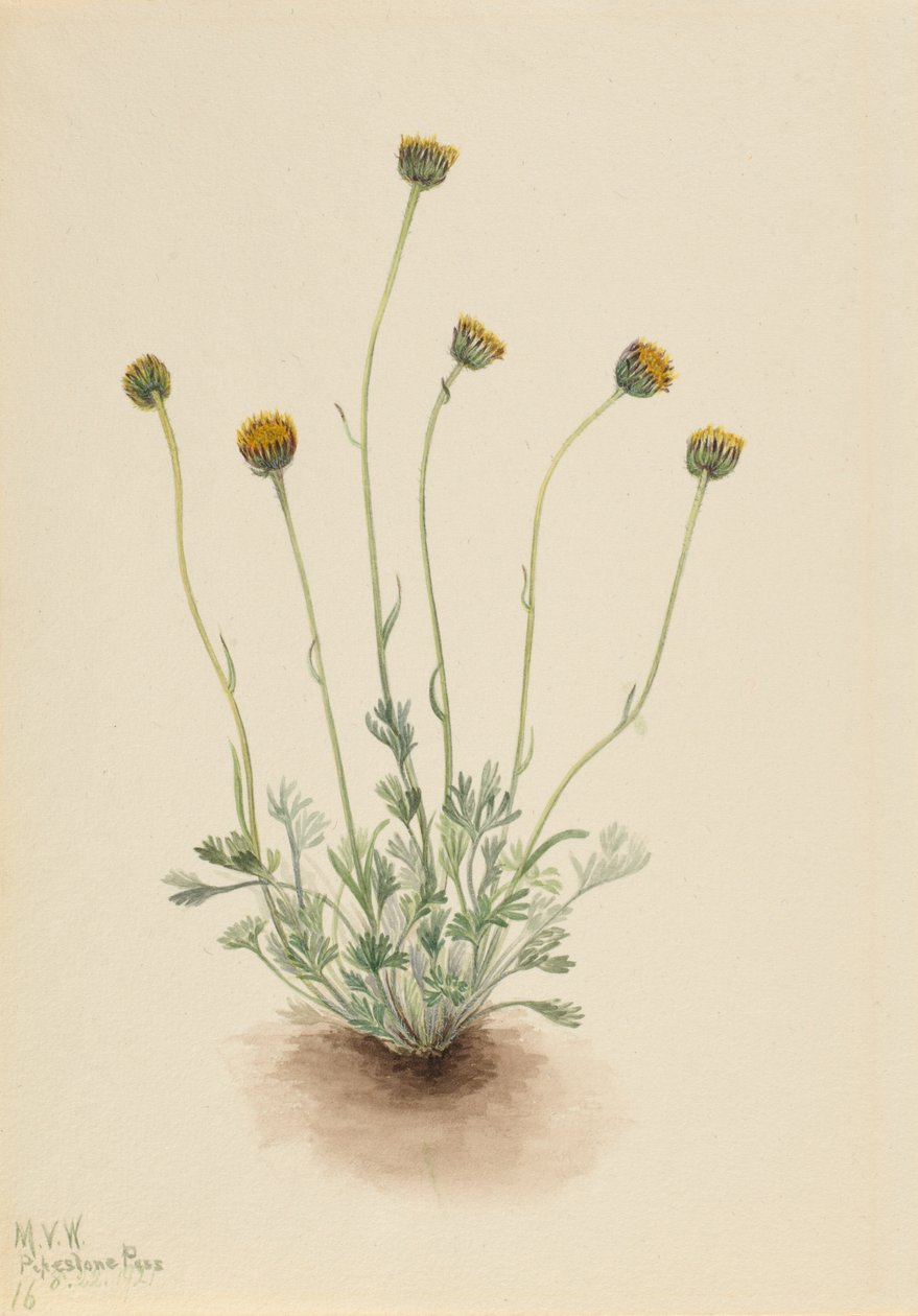 Knipbladvlo (Erigeron compositus nudus) door Mary Vaux Walcott