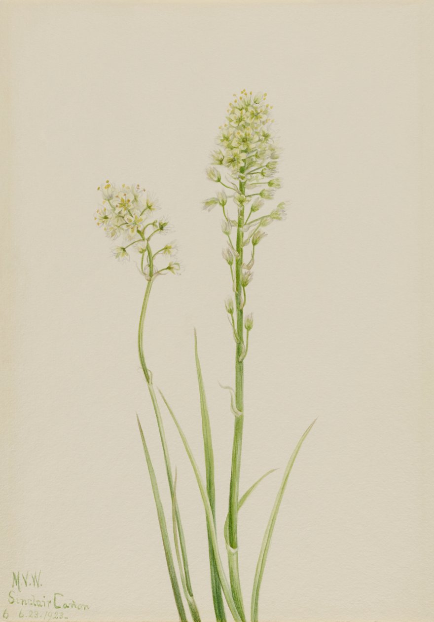 Dodemanskamas (Zygadenus venenosus) door Mary Vaux Walcott