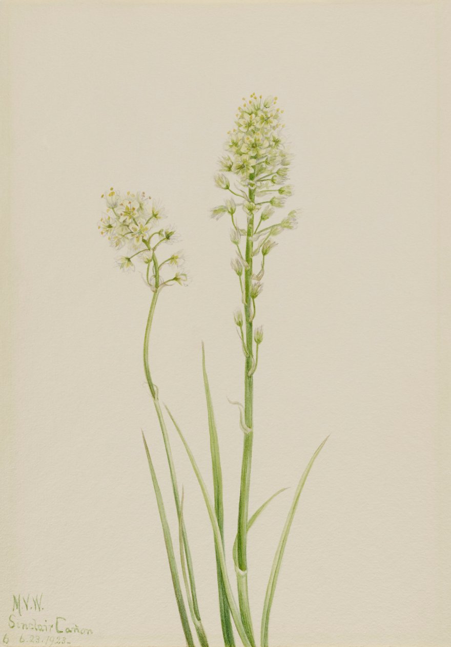 Doodskam Zygadenus venenosus, 1923 door Mary Vaux Walcott
