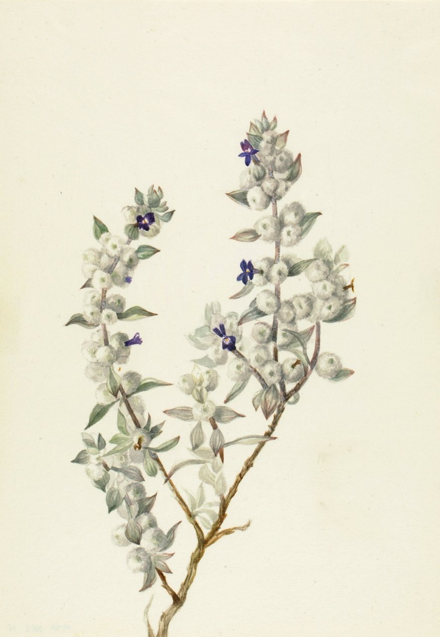 Death Valley Salie Salvia funerea, ca. vroege jaren 1930 door Mary Vaux Walcott