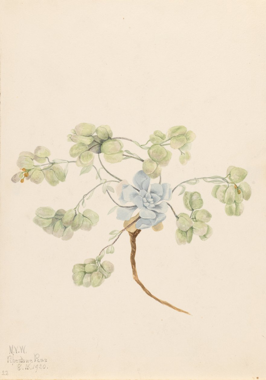 Dubbele blaasjesknop (Physaria didymocarpa) door Mary Vaux Walcott