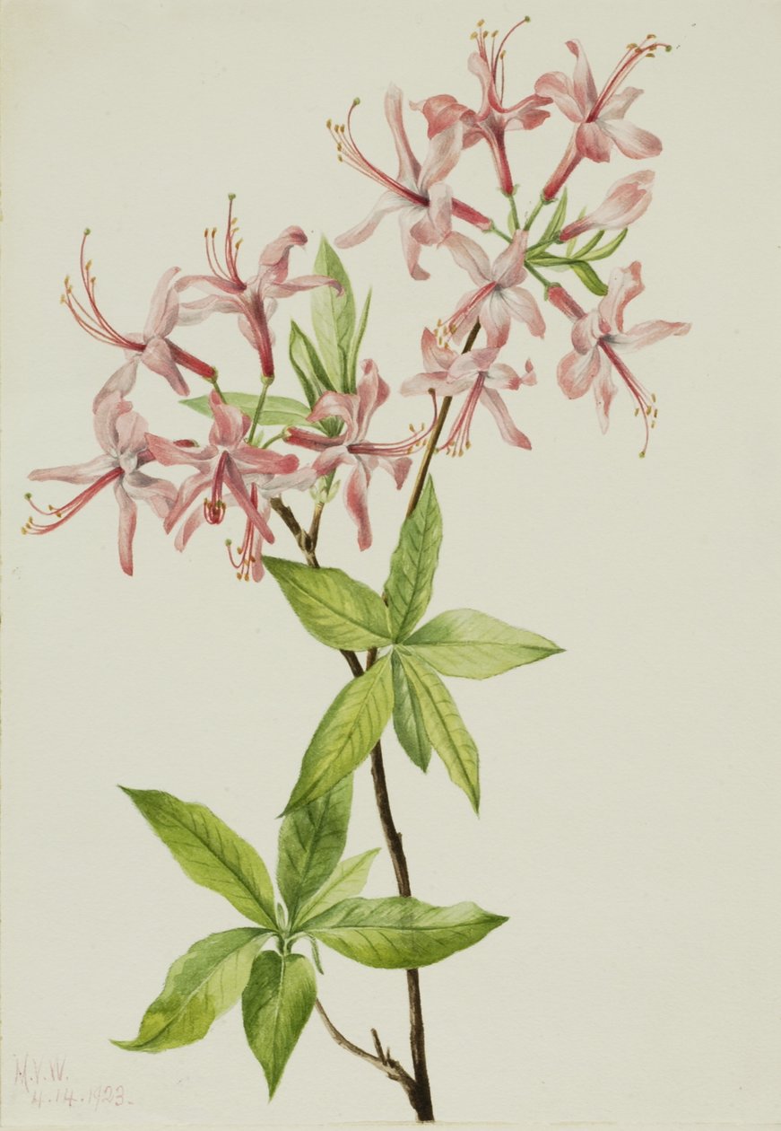 Donzige Pinxterbloei (Azalea rosea) door Mary Vaux Walcott