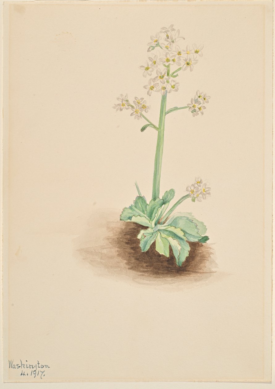 Vroege Saksenbloem (Saxifraga virginiensis) door Mary Vaux Walcott