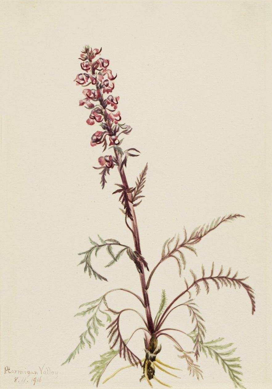 Elephanthead (Pedicularis groenlandica) door Mary Vaux Walcott