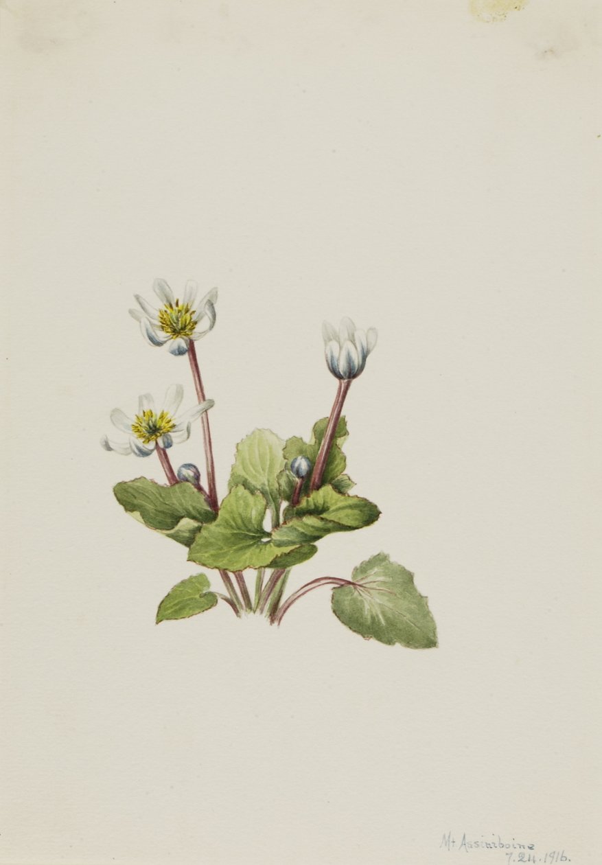 Elkslip (Caltha leptosepala) door Mary Vaux Walcott