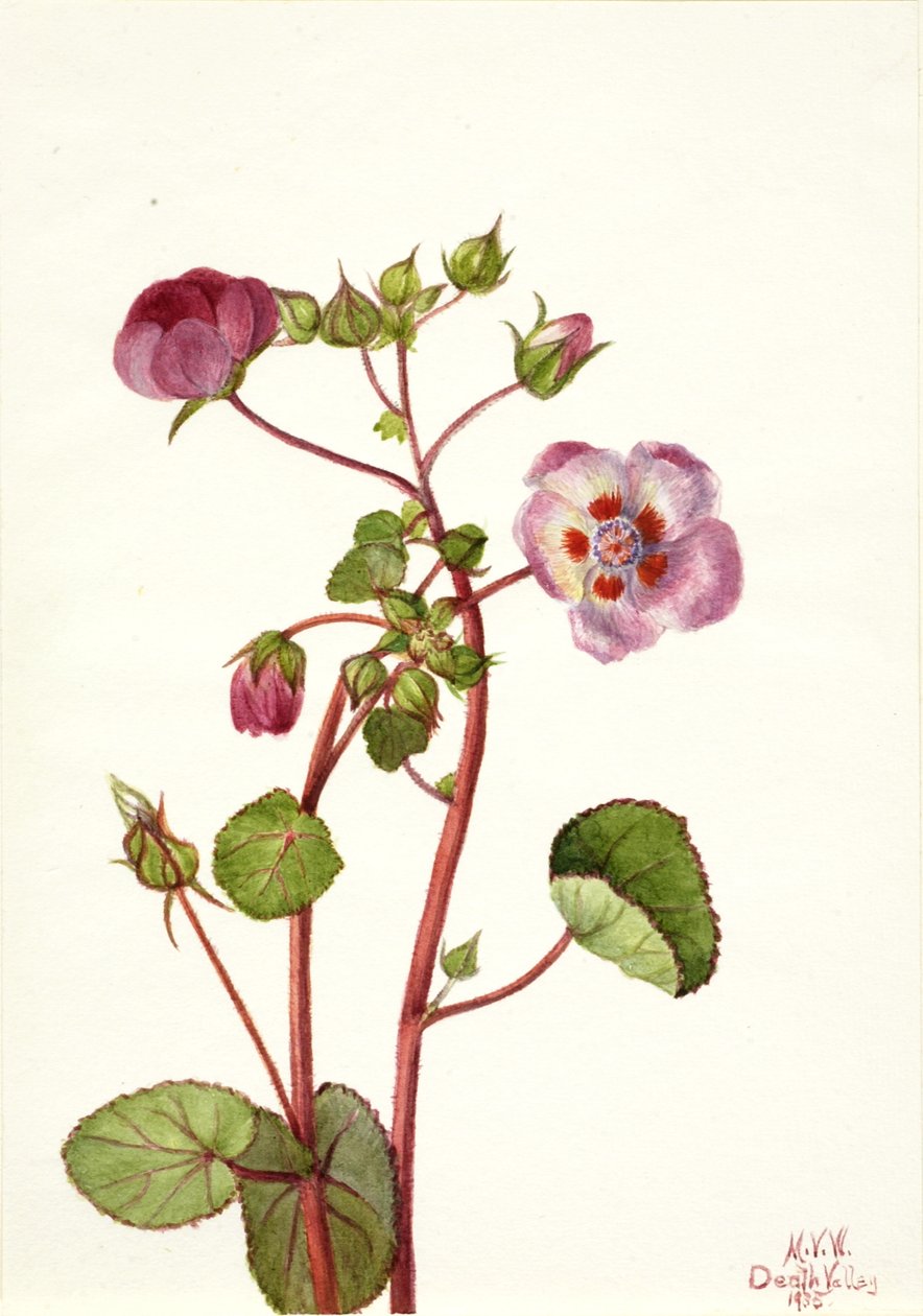 Eremalche rotundifolia, 1935 door Mary Vaux Walcott
