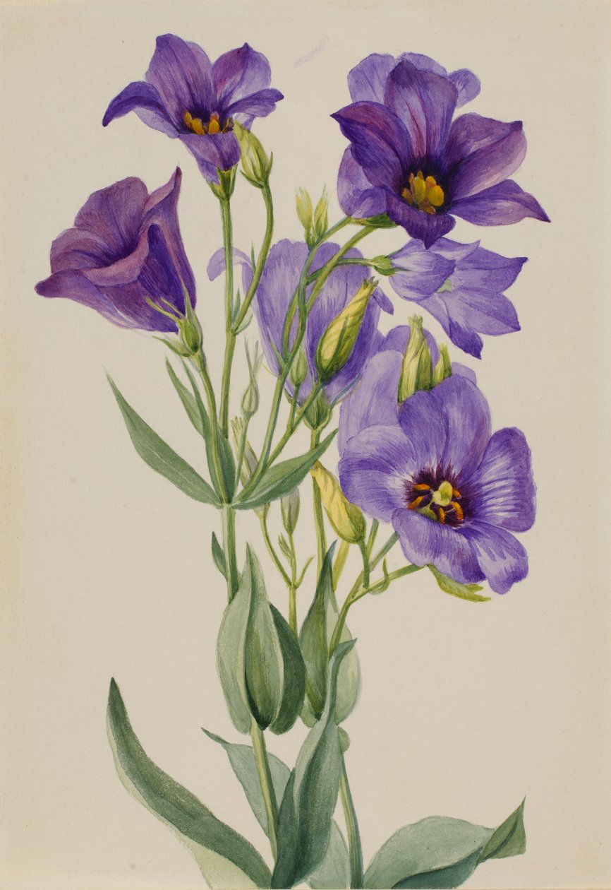 Eustoma russelianum door Mary Vaux Walcott