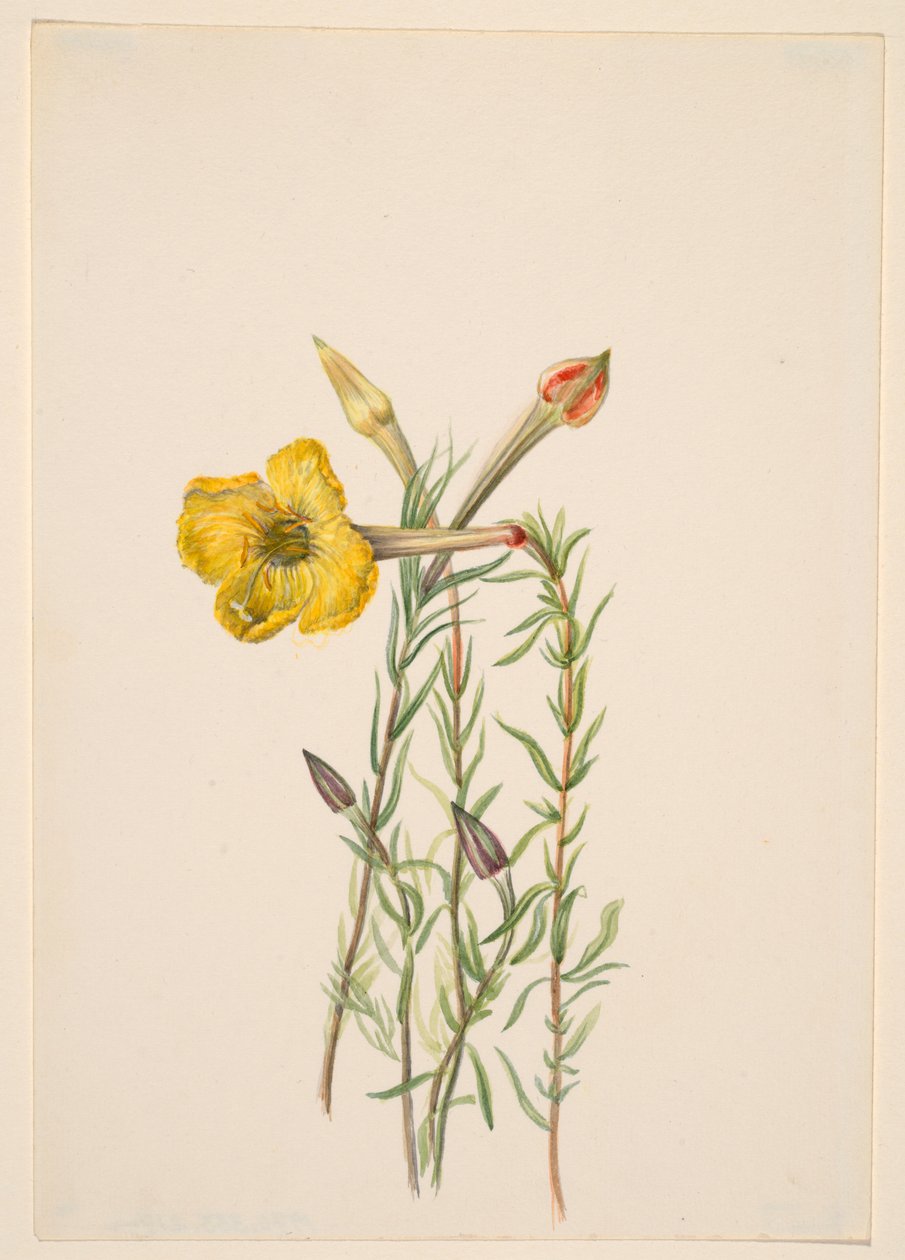 Teunisbloem (Oenothera lavandalaefolia) door Mary Vaux Walcott