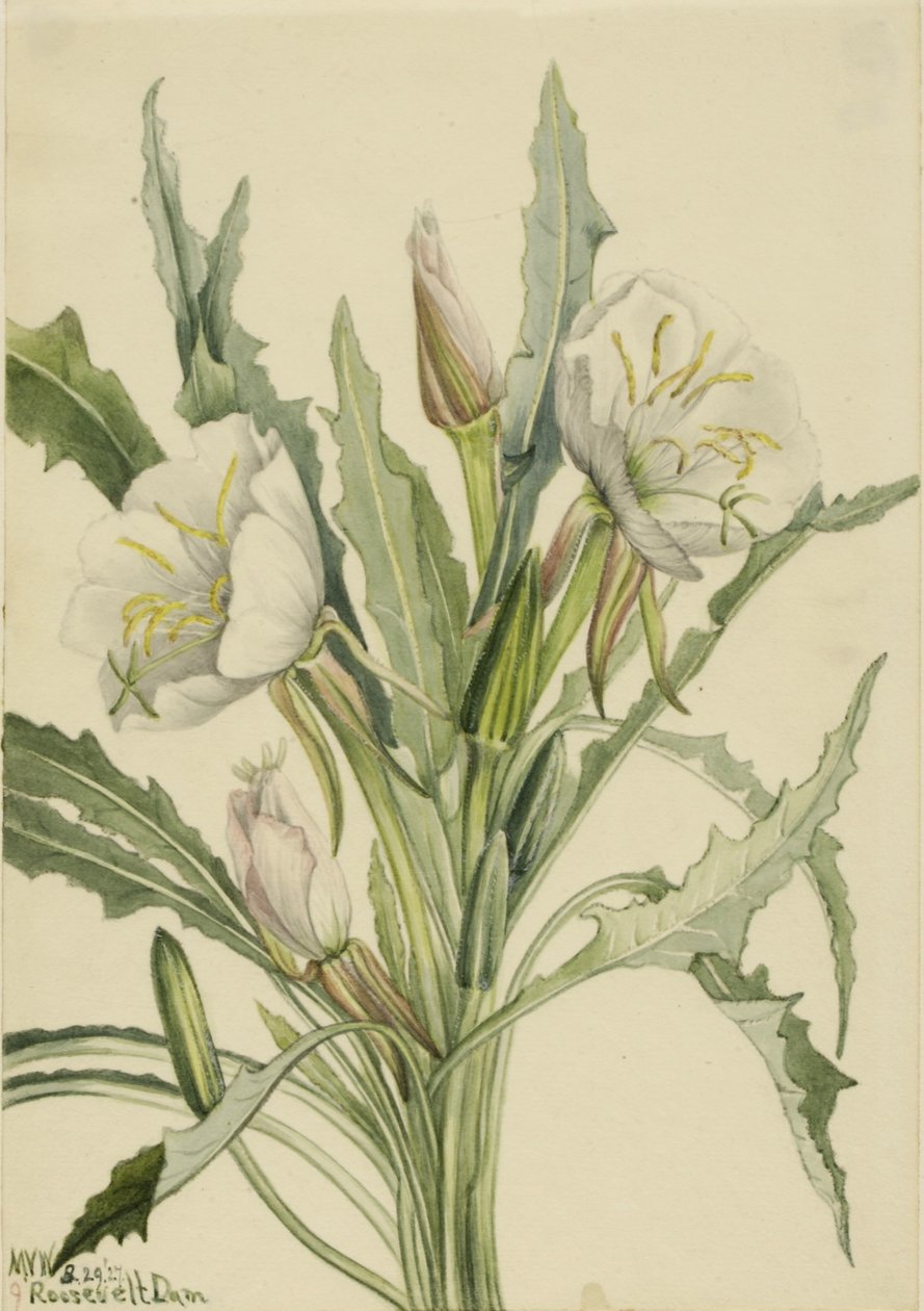 Teunisbloem (Pachyoplus hirsutus) door Mary Vaux Walcott