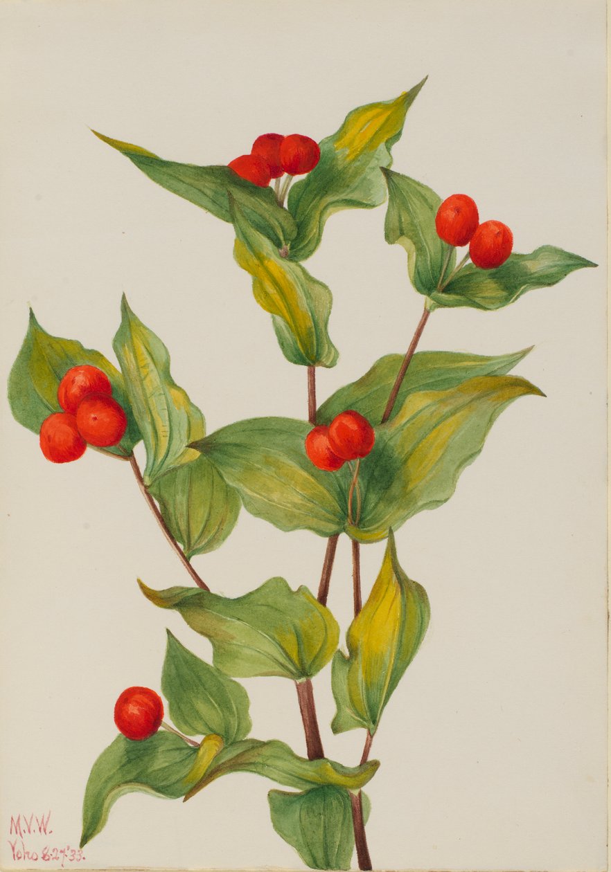 Elfenklokjes (Disporum hookeri) door Mary Vaux Walcott