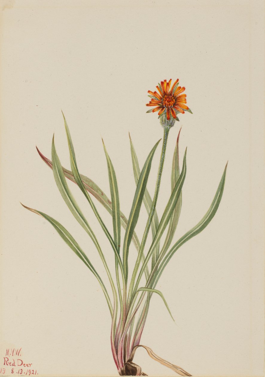 Valse paardenbloem (Agoseris aurantiaca) door Mary Vaux Walcott